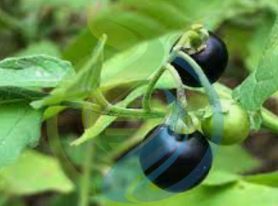 Fruits Black Nightshade Berry for sale in Pretoria / Tshwane (ID